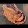 deepseaanglerfish