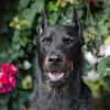 kenai.the.beauceron