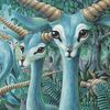 antelope.rose