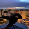 nono.vlx