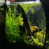 802_aquascaping