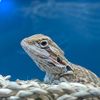 devsreptileden