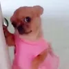 chichiwawaaa