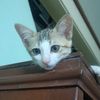pao_bunchin