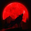 wolfboy22999