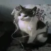 darrtwwu