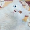 hebaa_ahmed