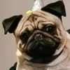vinny_the_pug