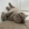 meth_the_cat