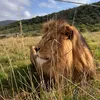 nala_muezza