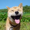 Smiles R free