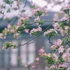 huonghuong_9090