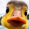duonghuy038