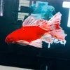 Thu Hieu Aquatics