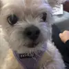 thegirlinbeta