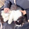 ﮼الاء