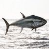 Tsutomu Lures