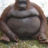 chunkymonkeyfrfr