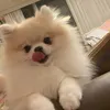 mongmiiiii