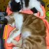 ometkucing