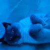 butter_katze285