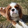 honey_the_cav