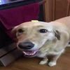 butternutterdawg