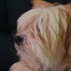 dexter_and_co