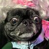 ziggystarpug