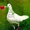 user71337910yjdhdbd