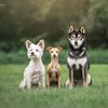 3pupsofstl