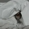 bunnymissyou