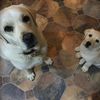 candyandlululabradors