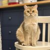 benediktcat