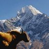 mountainguidedawa