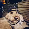 labradoodle.moos