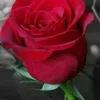 guly_gule