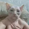 alxmeyo