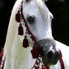 nayom8