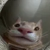 _galol_