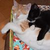 royalfelines