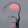 al3lwiya