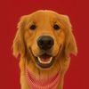 BENNY THE GOLDEN