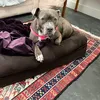 ameliaijp