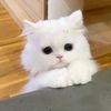 suphansa_bp