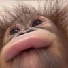미미민초