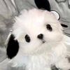 oiopl_0.0