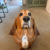 frankthetankbasset