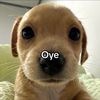 mayaalcalde_01