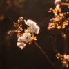 elise_blossom